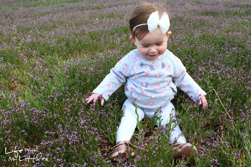 purple-flower-field