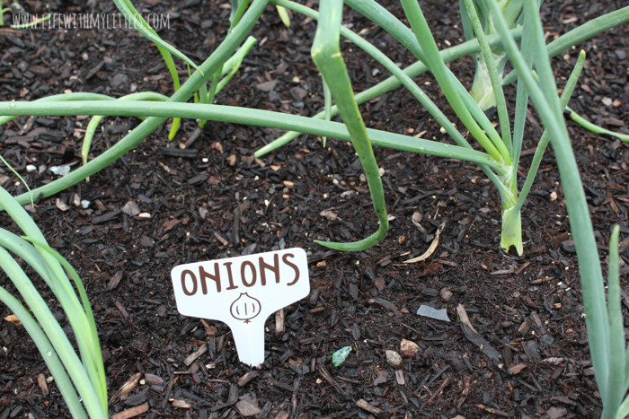 These DIY Garden Markers are the perfect way to mark fruits and vegetables in your garden! Permanent vinyl and plastic garden tags combine to make durable, long-lasting markers! 32 different fruits and vegetables included in the cut file, and you can customize the color, size, and which ones to cut with your cutting machine! 