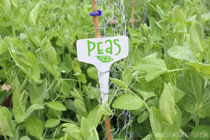 These DIY Garden Markers are the perfect way to mark fruits and vegetables in your garden! Permanent vinyl and plastic garden tags combine to make durable, long-lasting markers! 32 different fruits and vegetables included in the cut file, and you can customize the color, size, and which ones to cut with your cutting machine!