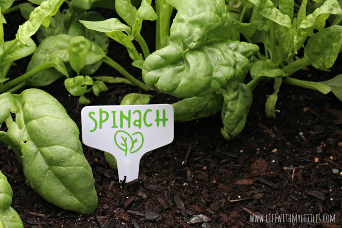 These DIY Garden Markers are the perfect way to mark fruits and vegetables in your garden! Permanent vinyl and plastic garden tags combine to make durable, long-lasting markers! 32 different fruits and vegetables included in the cut file, and you can customize the color, size, and which ones to cut with your cutting machine!