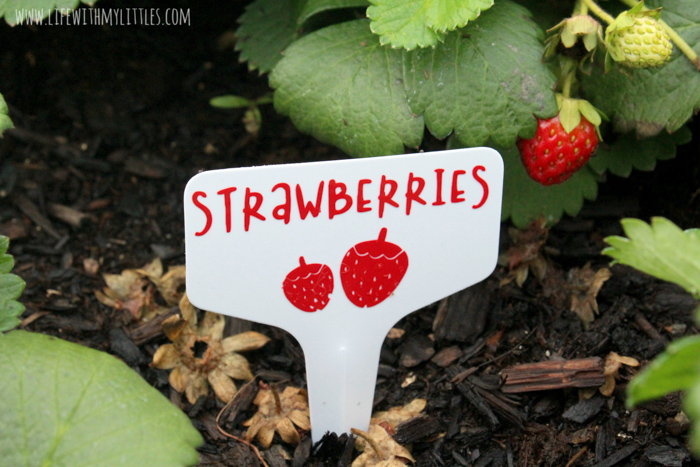 These DIY Garden Markers are the perfect way to mark fruits and vegetables in your garden! Permanent vinyl and plastic garden tags combine to make durable, long-lasting markers! 32 different fruits and vegetables included in the cut file, and you can customize the color, size, and which ones to cut with your cutting machine! 